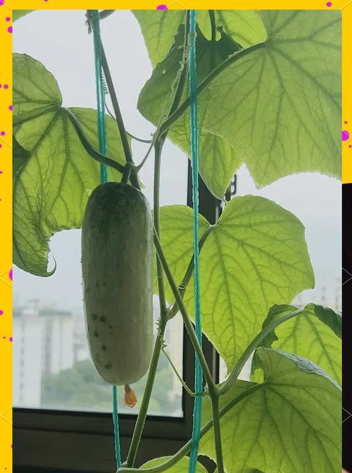 黄瓜浇水长得快的方法是什么？黄瓜的正确浇水技巧有哪些？