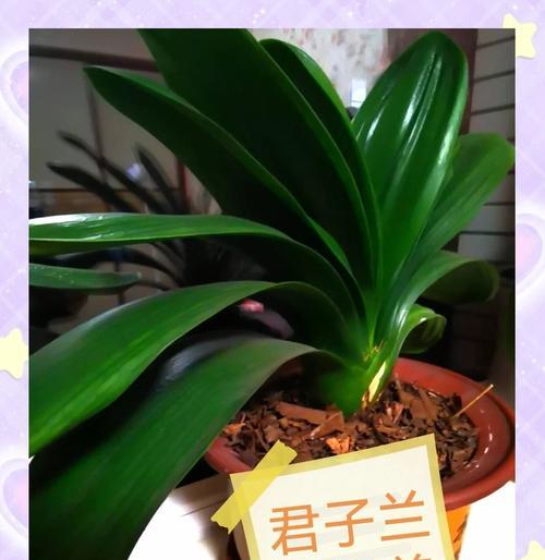 春季君子兰消苞问题如何解决？