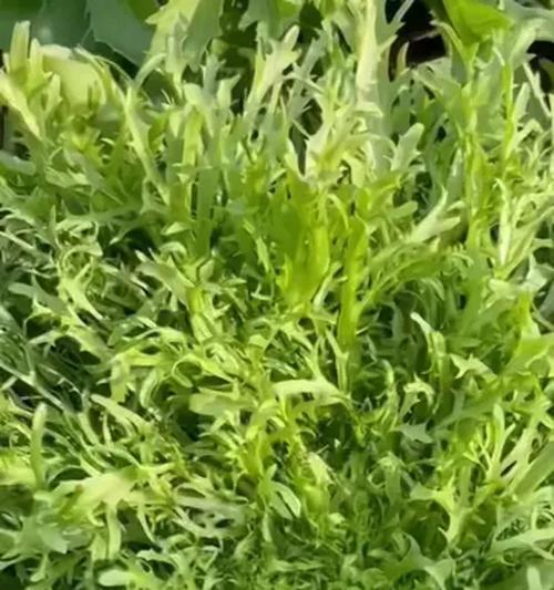 播种的菜苗为什么长不大？如何解决菜苗生长缓慢的问题？