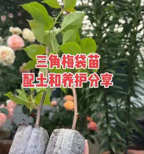 三角梅烂根的处理方法和注意事项是什么？
