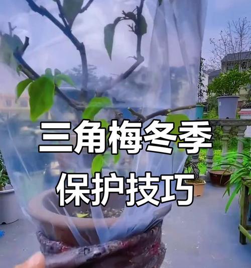 三角梅烂根的处理方法和注意事项是什么？