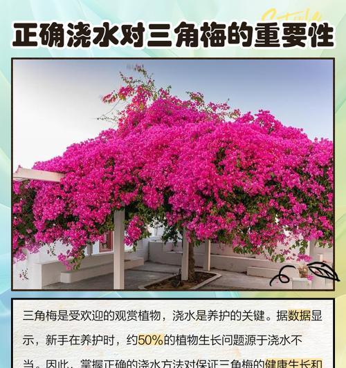 三角梅烂根的处理方法和注意事项是什么？