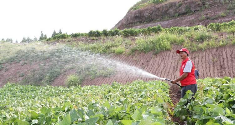 大豆播种最佳天气：什么天气条件下播种大豆最合适？
