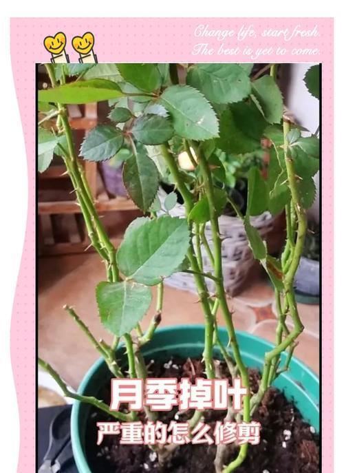 月季枝子剪后如何插活？正确的插枝步骤是什么？
