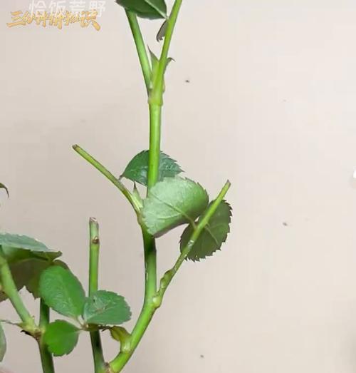 月季枝子剪后如何插活？正确的插枝步骤是什么？