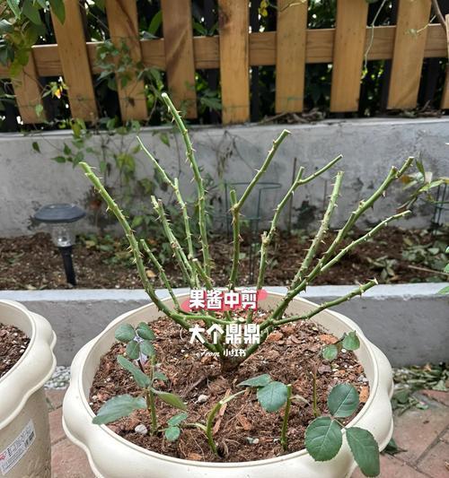 月季枝子剪后如何插活？正确的插枝步骤是什么？