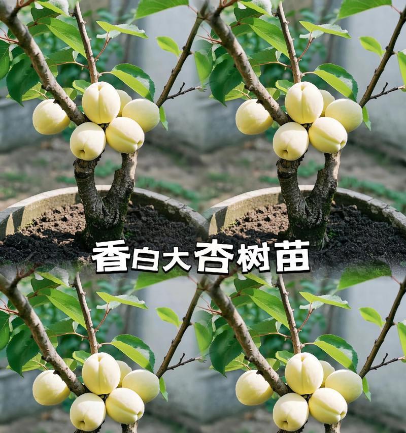 耐汗果树有哪些？栽培技术要点是什么？