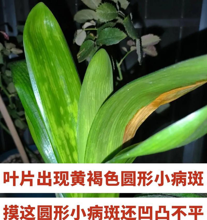 君子兰异化是什么意思？如何处理君子兰异化？