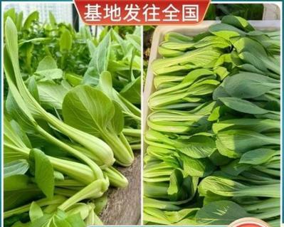 青梗菜苔播种的最佳时机是什么时候？