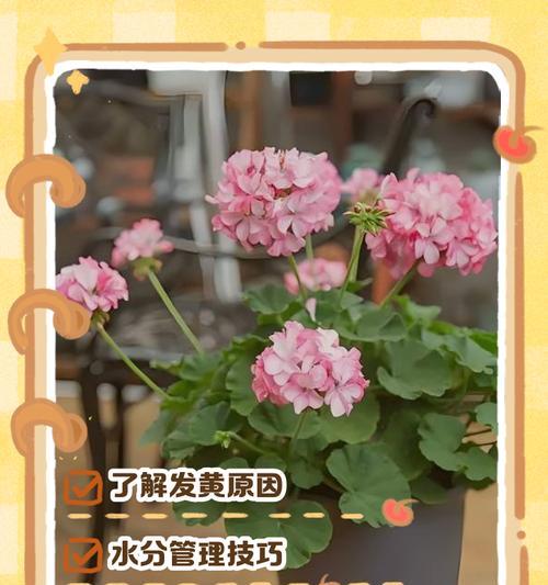 天竺葵淋雨叶子发黑怎么办？处理和预防措施。