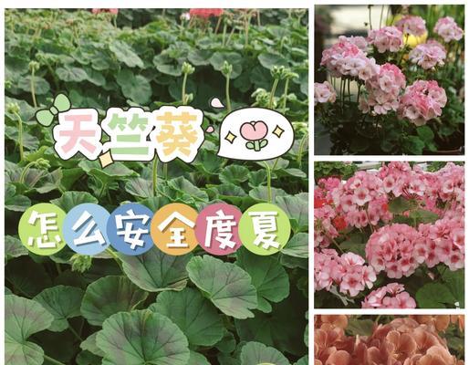 天竺葵淋雨叶子发黑怎么办？处理和预防措施。