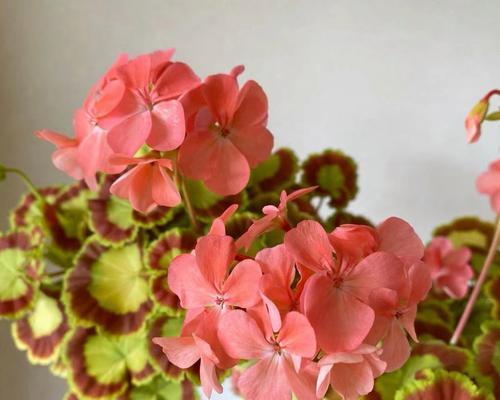 天竺葵淋雨叶子发黑怎么办？处理和预防措施。