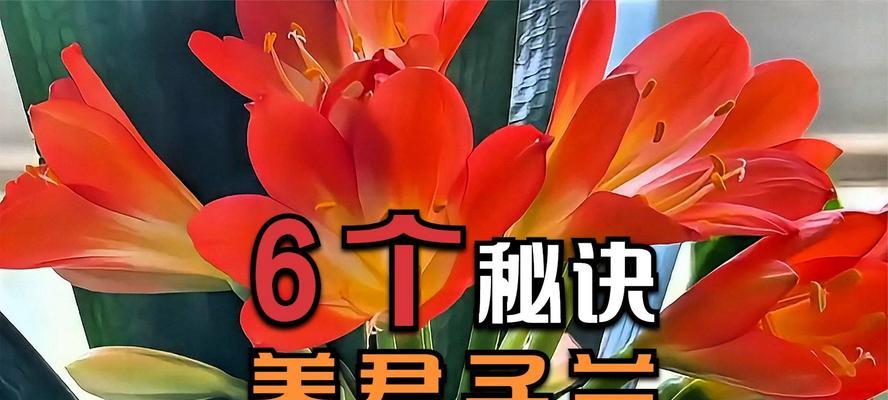 纯君子兰的养殖技巧有哪些？