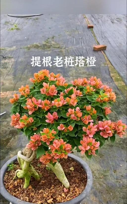 三角梅如何快速形成树桩？