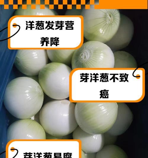 羊葱种子的最佳播种时间是什么时候？
