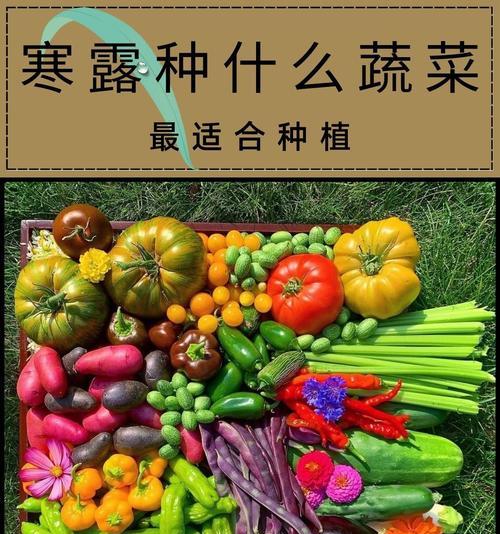 广东二月份播种种什么蔬菜最合适？有哪些推荐？