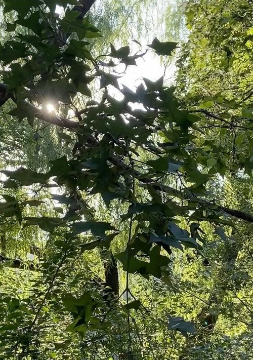 椰蓉树叶子发黄怎么补救？补救措施和预防方法！