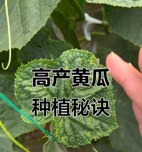 黄瓜高产栽培需要哪些技术资料？
