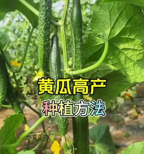 黄瓜高产栽培需要哪些技术资料？