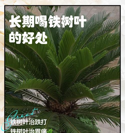 铁树叶子发黄是什么原因？如何解决铁树叶子发黄的问题？