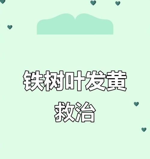 铁树叶子发黄是什么原因？如何解决铁树叶子发黄的问题？