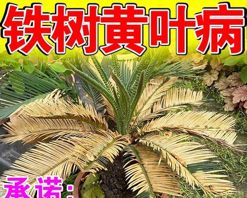铁树叶子发黄是什么原因？如何解决铁树叶子发黄的问题？