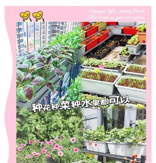 家里阳台弄什么花？阳台花卉种植指南。