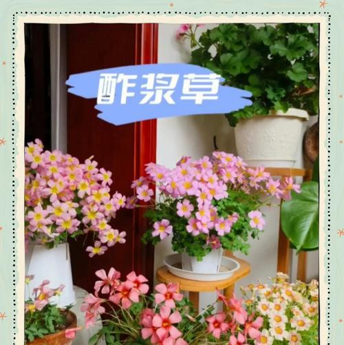 家里阳台弄什么花？阳台花卉种植指南。