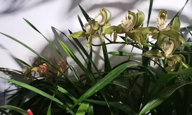 君子兰常见的害虫有哪些？如何防治君子兰中的害虫？