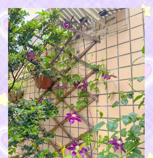 铁线莲多棵种植的养护方法是什么？