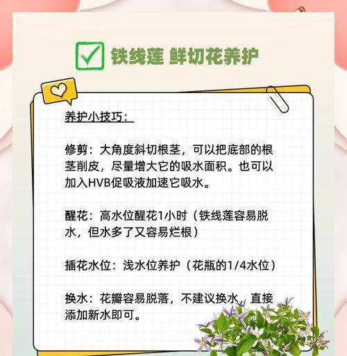 铁线莲多棵种植的养护方法是什么？