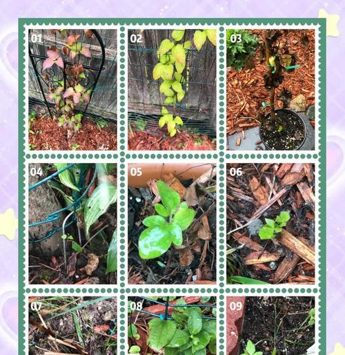 铁线莲多棵种植的养护方法是什么？
