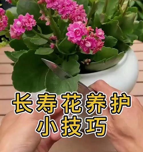 养花有哪些好技巧？