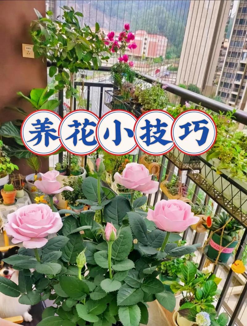 养花有哪些好技巧？