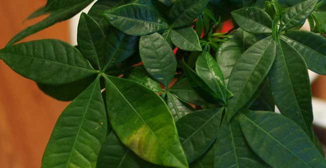 植物叶子发黄又黑是什么原因？如何解决？