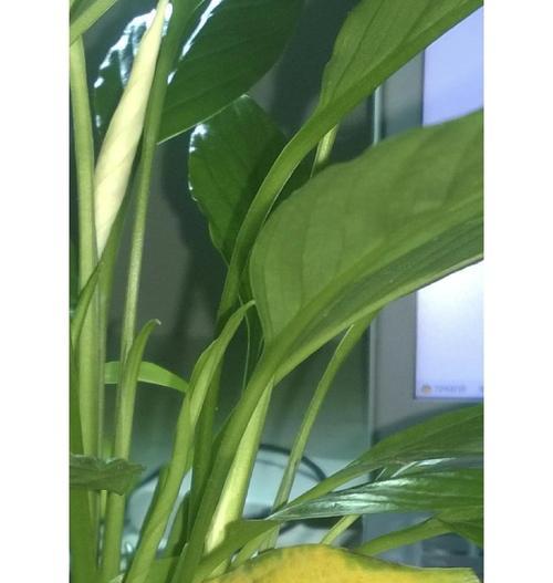 植物叶子发黄又黑是什么原因？如何解决？