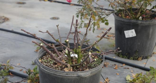 观赏植物出口需要满足哪些要求？出口流程是怎样的？