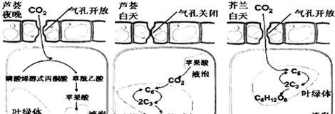 观赏植物出口需要满足哪些要求？出口流程是怎样的？