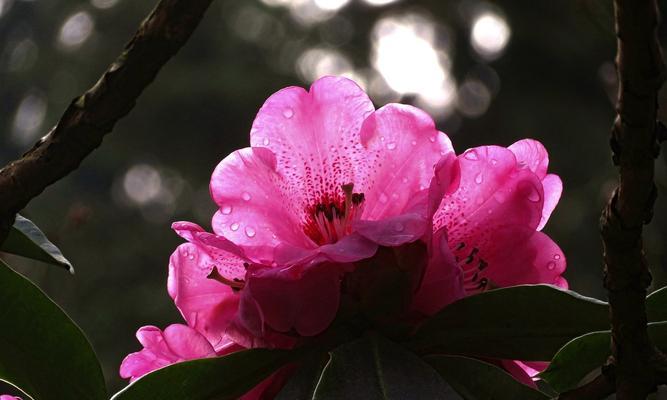 青场野生粉色花卉？有哪些种类？
