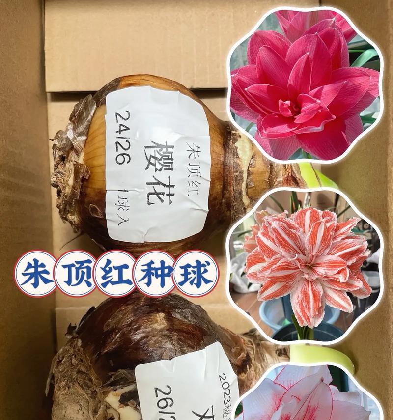 朱顶红四月份开花后还会开吗？