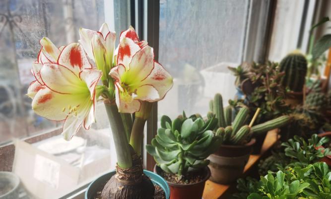 朱顶红四月份开花后还会开吗？