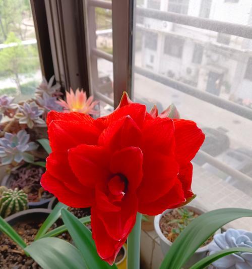 朱顶红四月份开花后还会开吗？