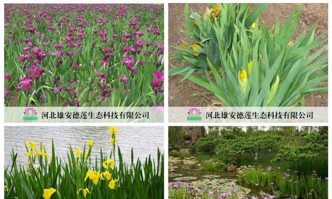 无毒水生观赏植物有哪些推荐？如何选择适合家庭的品种？