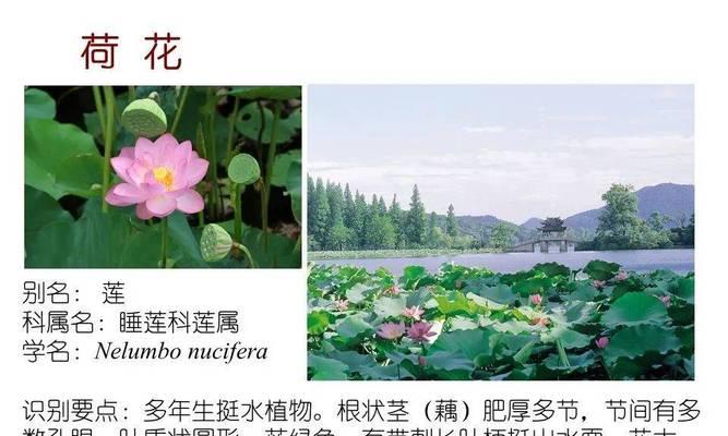 无毒水生观赏植物有哪些推荐？如何选择适合家庭的品种？