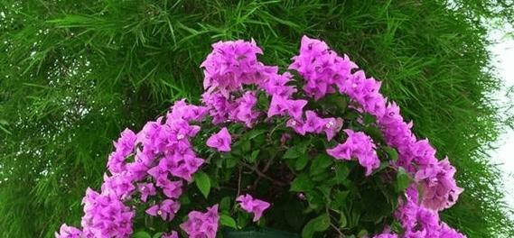 阳台内养的花叫什么？适合室内环境的花卉推荐？