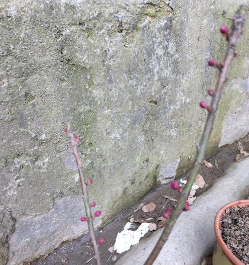 梅花叶子发黄打蔫的原因是什么？