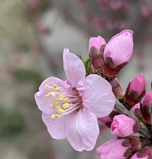 梅花叶子发黄打蔫的原因是什么？