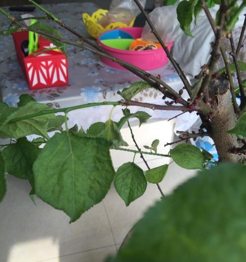 梅花叶子发黄打蔫的原因是什么？