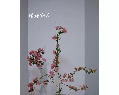 陶瓷盆种的三角梅换土方法是什么？