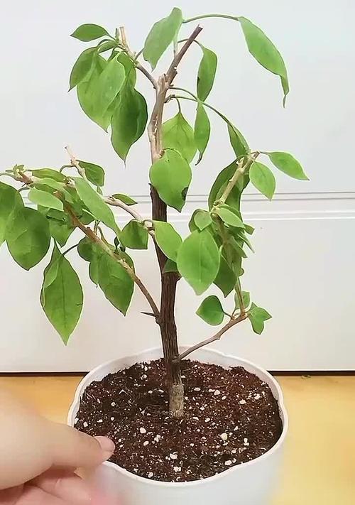 陶瓷盆种的三角梅换土方法是什么？